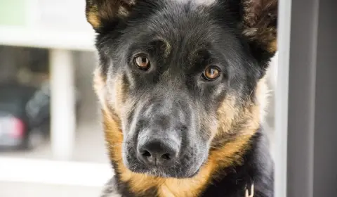 German Shepherd profile during a vet evaluation