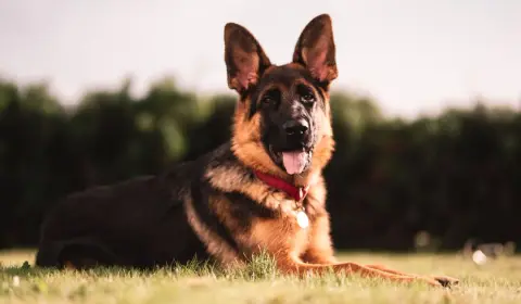 German Shepherd breed characteristics