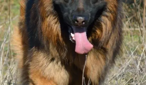 German Shepherd Breed Characteristics