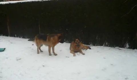 German Shepherd breed characteristics
