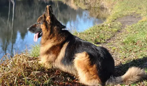 Long-coated German Shepherd resting by water with a thick glossy coat — omega-3 supports skin and coat condition