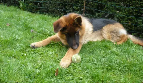 13 common German Shepherd health problems
