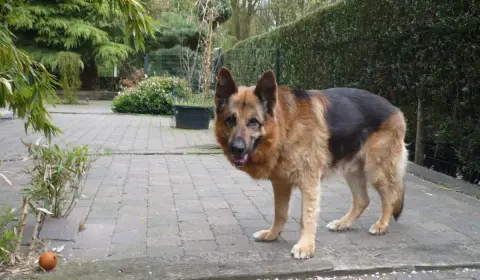 13 common German Shepherd health problems