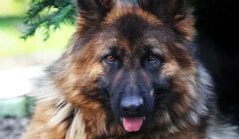 Long-coated German Shepherd lying calmly under a tree — a well-exercised dog settles for most of the workday with the right routine