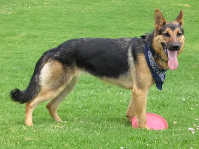 German Shepherd sitting in a green summer field