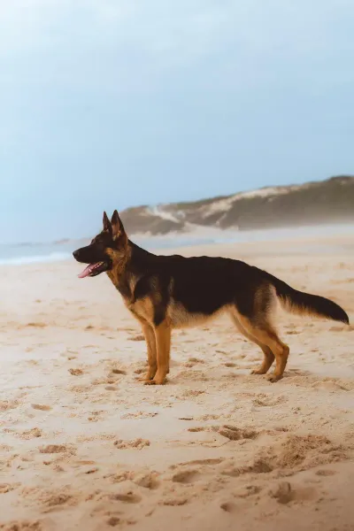 German Shepherd puppy sitting on a white blanket outdoors