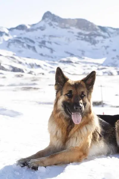 German Shepherd lying in snow with ears alert and mountains behind
