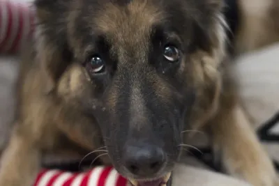 German Shepherd relaxing on garden grass