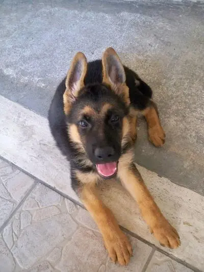 German Shepherd puppy standing on hind legs