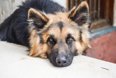 German Shepherd lying flat on the ground viewed from above