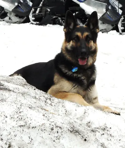 German Shepherd relaxing on garden grass