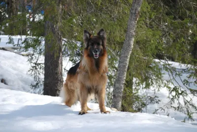German Shepherd lying down against a white studio background