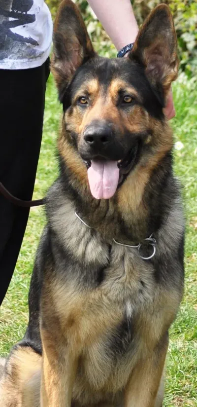 German Shepherd relaxing on garden grass on a summer day
