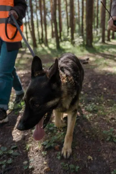Handler with attentive German Shepherd in a forest setting