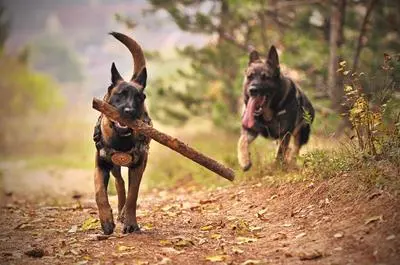 Two German Shepherds running
