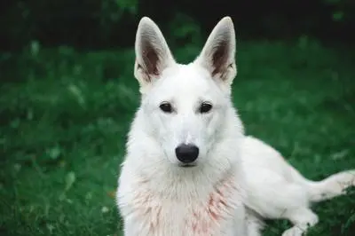 Calm adult German Shepherd resting in grass — knowing your dog's baseline helps you triage vomiting at home versus the clinic