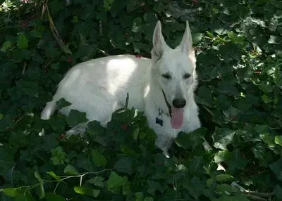 Calm white German Shepherd resting in shaded ivy — settled adult composure