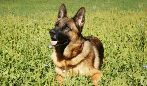 Short coat German Shepherd