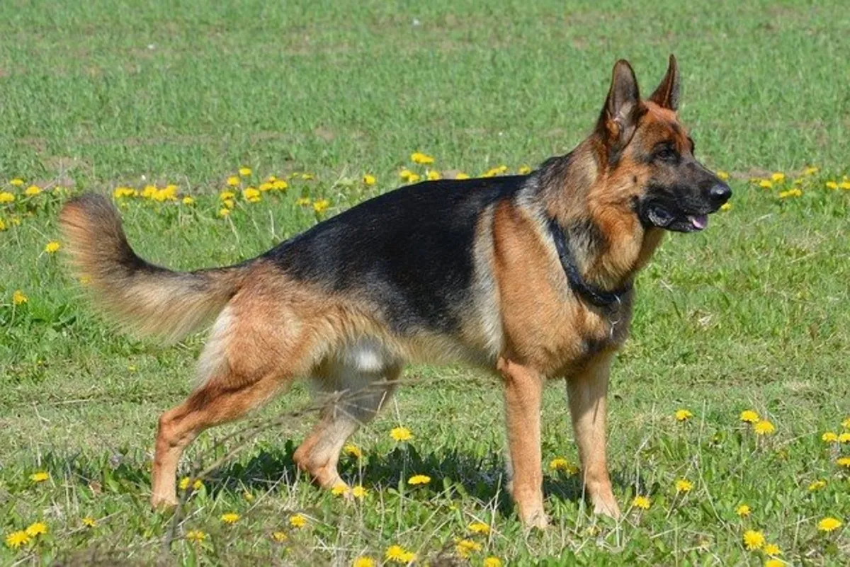 West German show line German Shepherd standing in a field showing balanced conformation